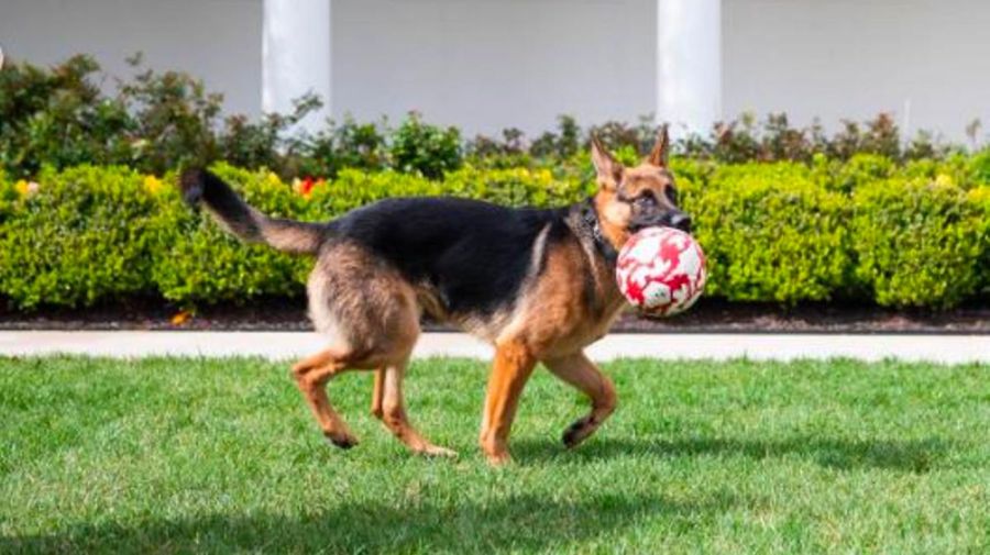 El perro de Biden, expulsado de la Casa Blanca: el motivo