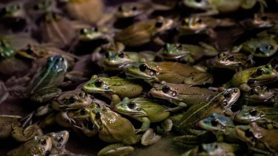 Según estudios, las ranas hembras fingen su muerte para evitar apareamientos no deseados