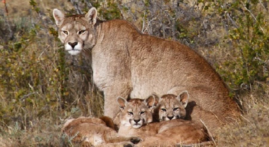 1210_pumas