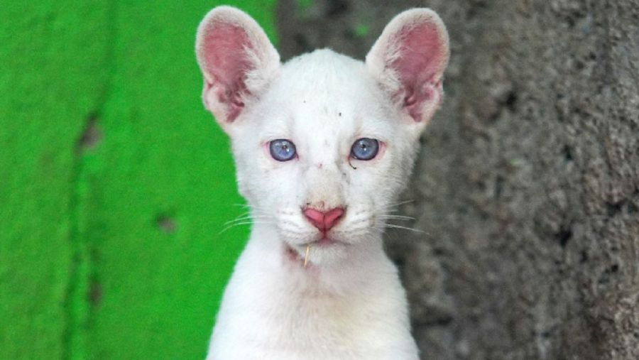 1411_puma albina
