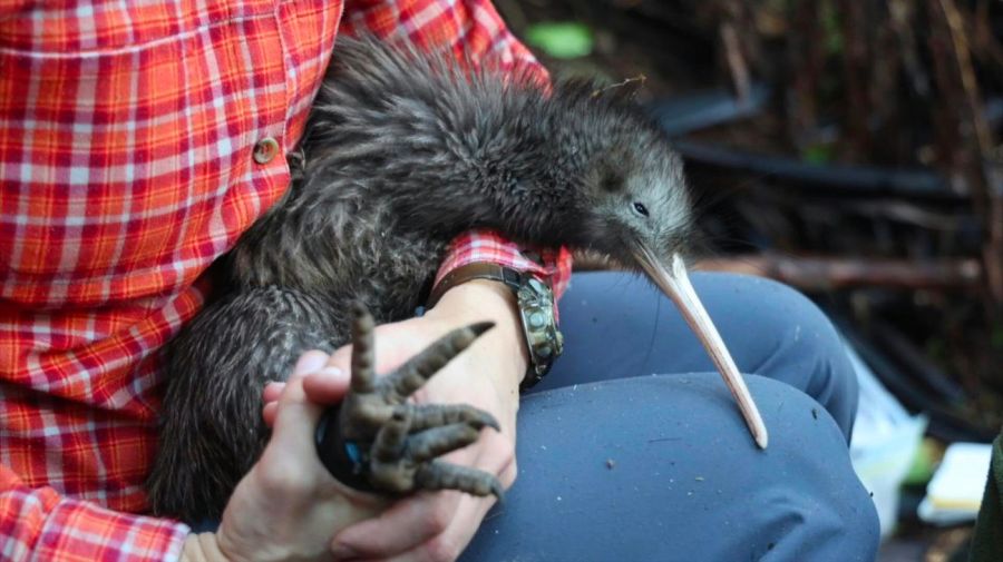 Dos pájaros Kiwi nacen por primera vez después de 150 años en Nueva Zelanda