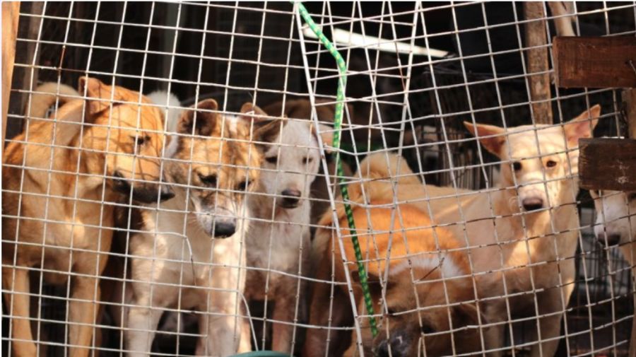 Prohiben la venta de carne de perros en Corea del Sur