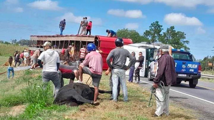 Un camión que transportaba vacas volcó y los animales fueron faenados al costado de la ruta