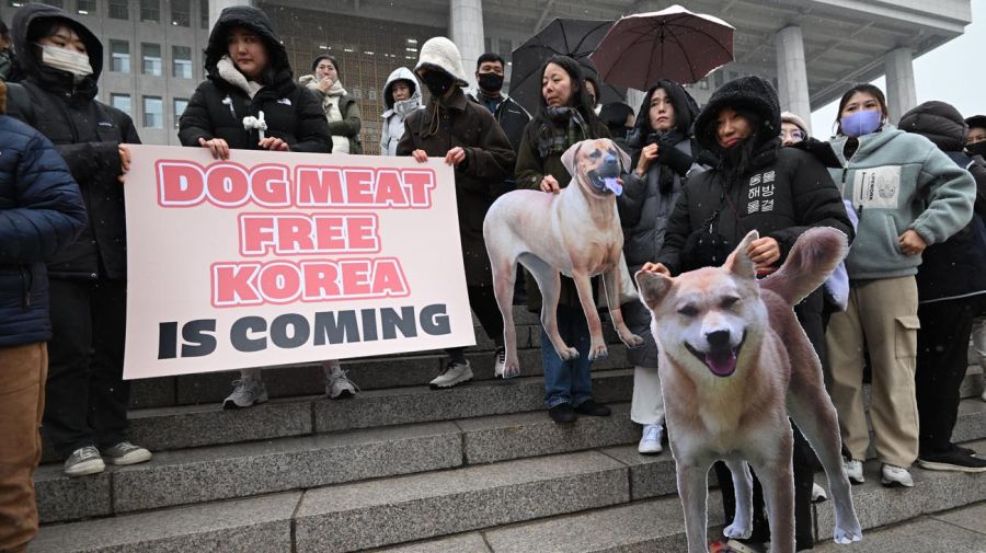 Corea del Sur prohíbe el comercio de carne de perro