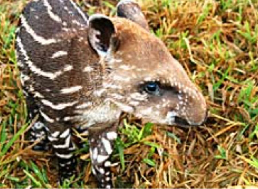 Apareció un tapir en peligro de extinción en el Parque Nacional Calilegua