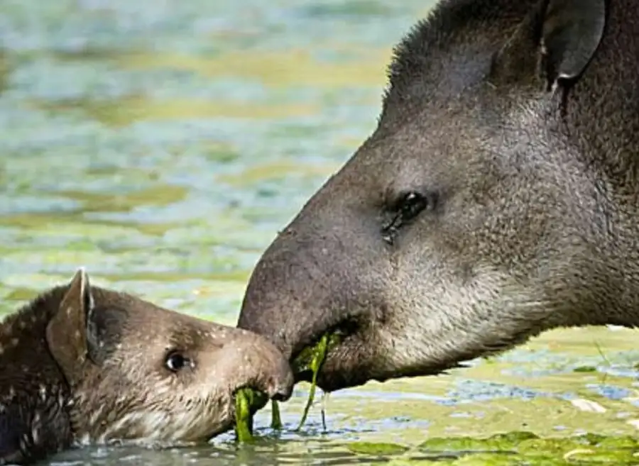 Apareció un tapir en peligro de extinción en el Parque Nacional Calilegua