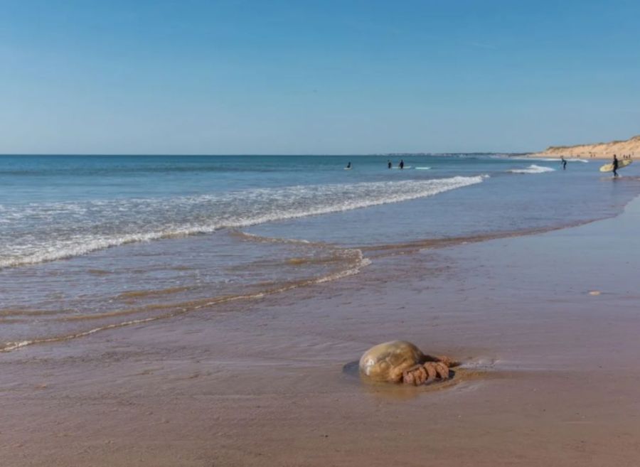 01-29_¿Cómo proceder ante un animal varado en la playa?