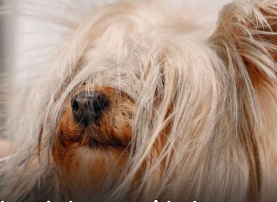 02-05_6 tips de cuidados para perros peludos
