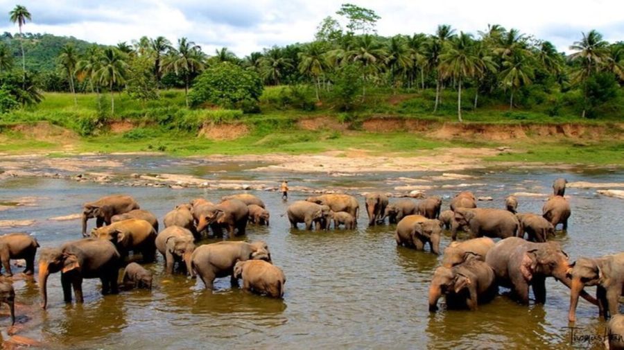 Manada de Elefantes en Sri Lanka, donde son animales sangrados