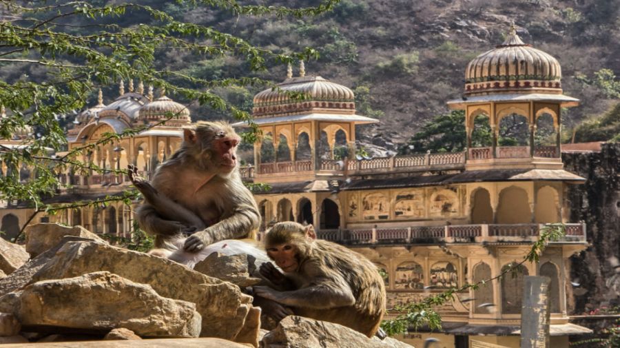 Monos reposando en Jaipur, India