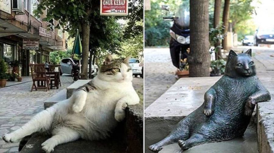Tombili, el famoso gato de Estambul que tiene su propia estatua