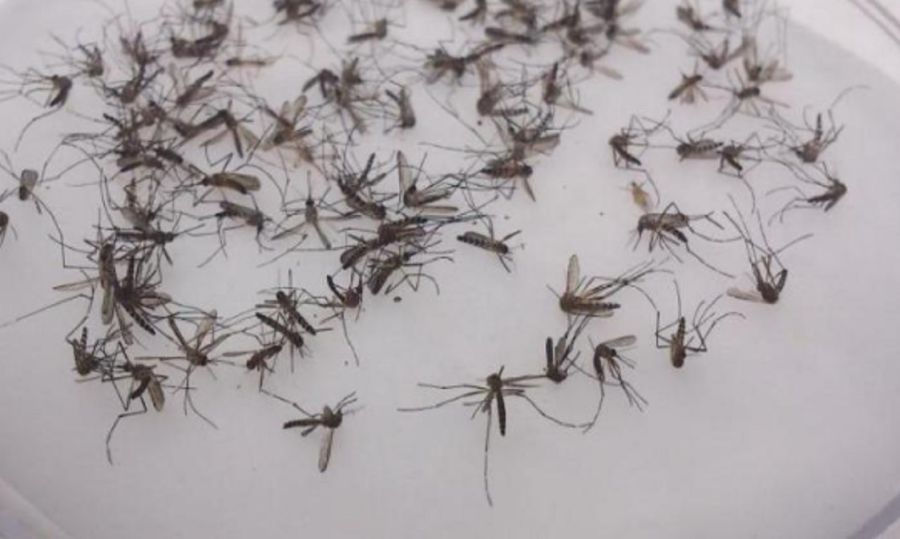 2102_mosquitos