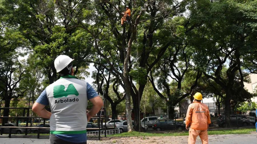 Poda y trabajos trabajos de reemplazo de árboles en el Parque Patricios