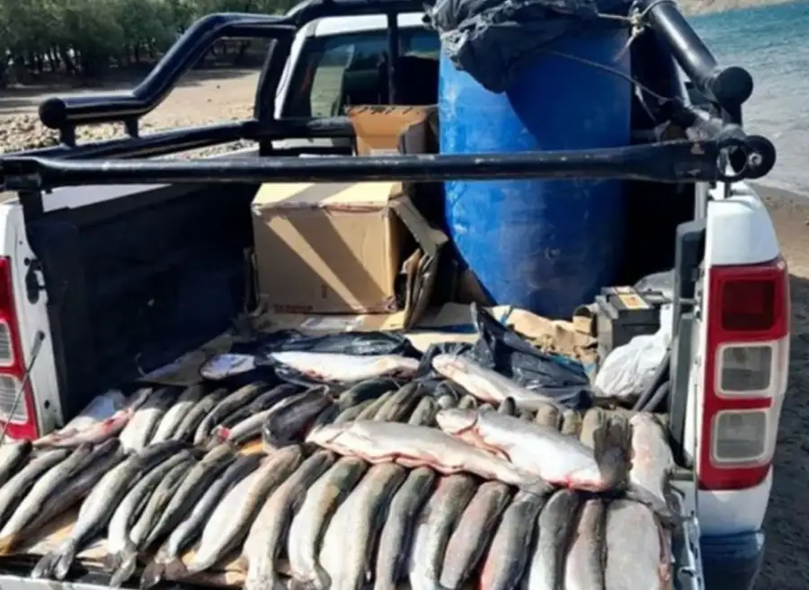Pesca ilegal en el sur: secuestraron 132 salmónidos y labraron 30 actas de infracción