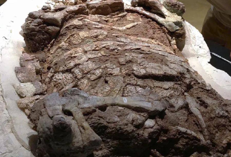 2103_fósiles cocodrilo