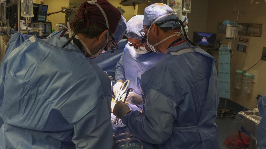 Un riñón de cerdo modificado genéticamente fue trasplantado con éxito