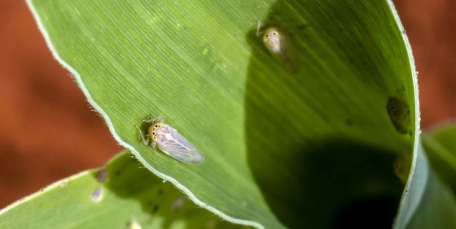 20240323 La plaga de la “chicharrita” provocó pérdidas millonarias en maíz y frena futuros planes de siembra