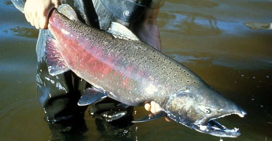 2503_salmones