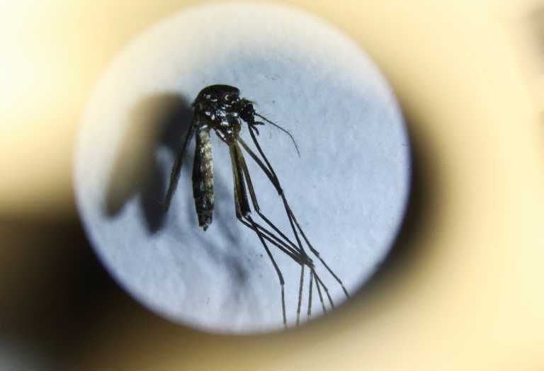 Dengue