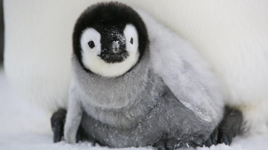 La escasez récord de hielo marino en 2023 causó una alta mortalidad de polluelos de pingüino emperador