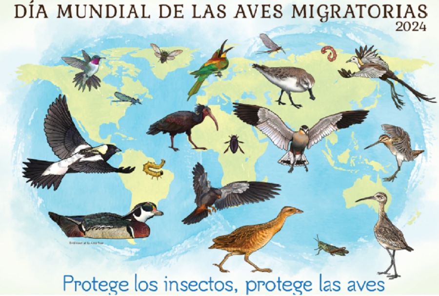 1005_aves migratorias