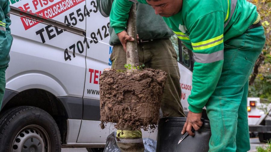 Buenos Aires plantará 18 mil árboles