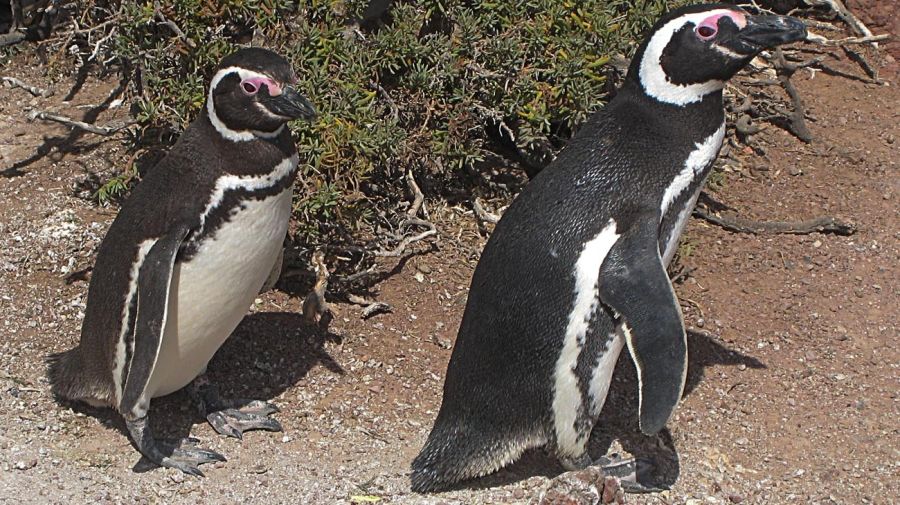 pingüinos de Punta Tombo