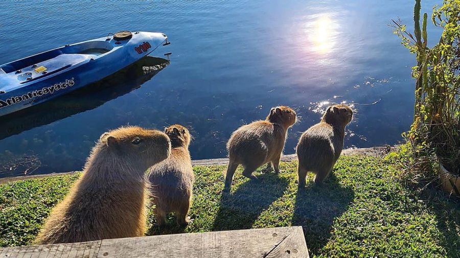 Carpinchos en Nordelta