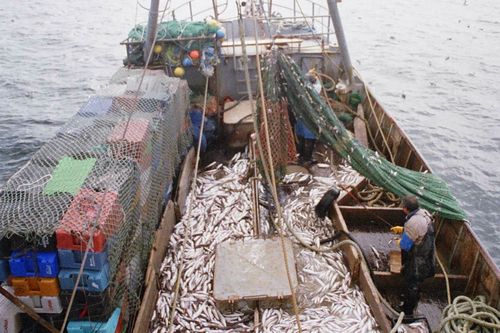 Porqué la industria pesquera argentina es demandada por los mercados mundiales.