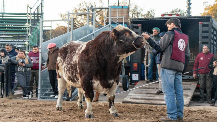 Mercosur, toro Shorthorn 2023 20240716