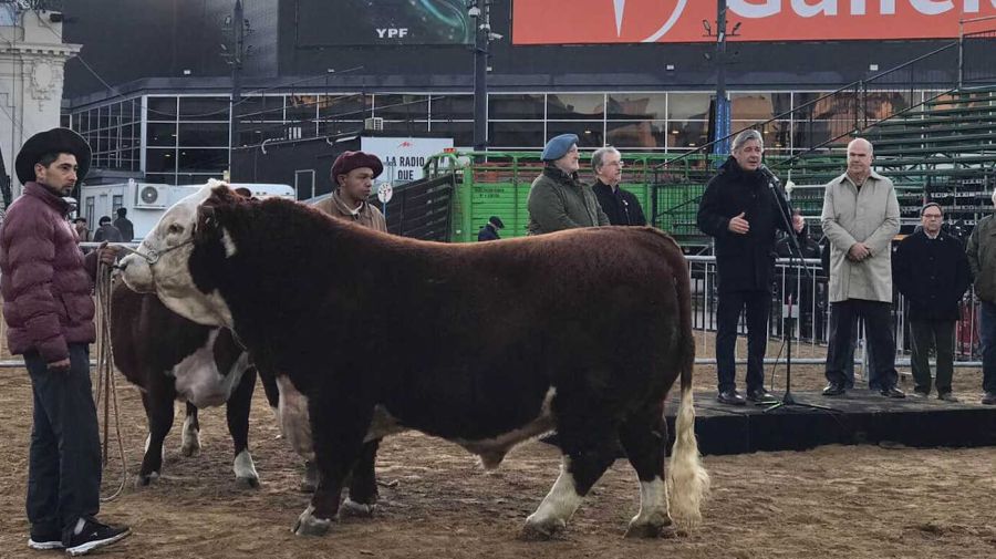 Místico, toro Polled Hereford 20240716