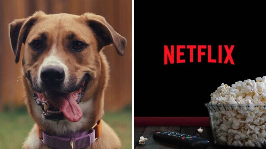 En la mente de un perro, documental de netflix