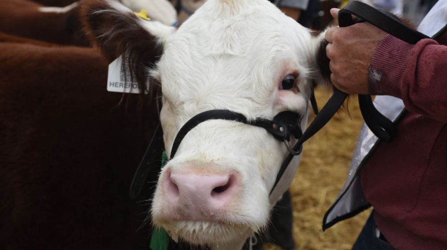 Expo Rural de Palermo 2024