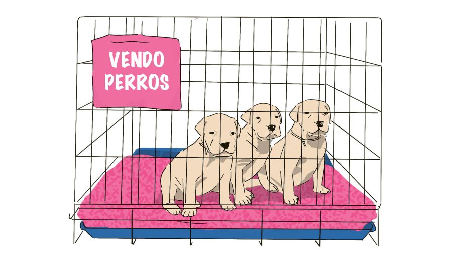 Perros