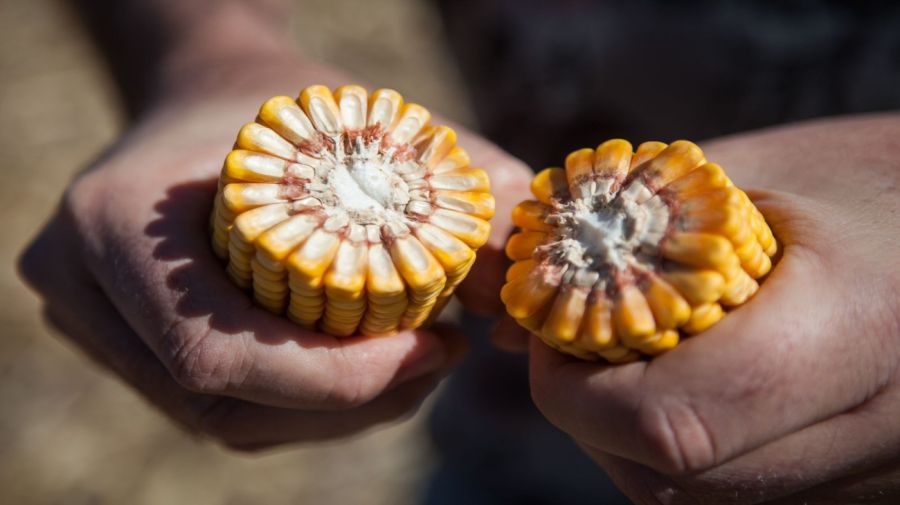 20240727 No todo fue chicharrita: los problemas climáticos también afectaron la campaña de maíz