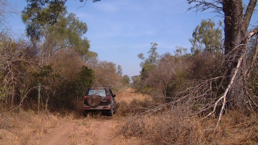 Bosque del Gran Chaco