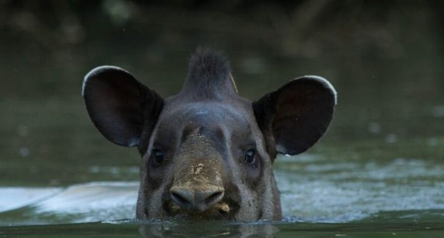 0508_tapir