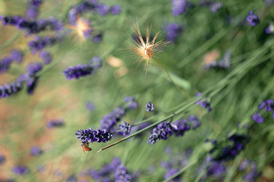 Flores ROsa Mosqueta Lavanda Cardo