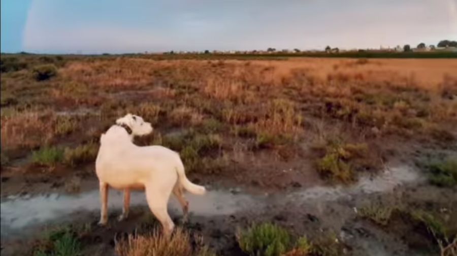 Perro asesinado en Chubut