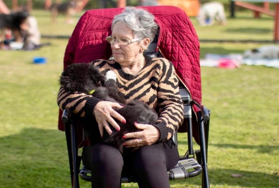 Opciones para hacer adopción responsable de mascotas.