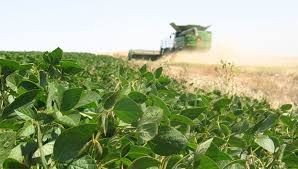 Por la baja en el cultivo de maíz, la Bolsa de Cereales de Buenos Aires, estima una campaña 2024/2025, con crecimiento en la siembra de soja. 