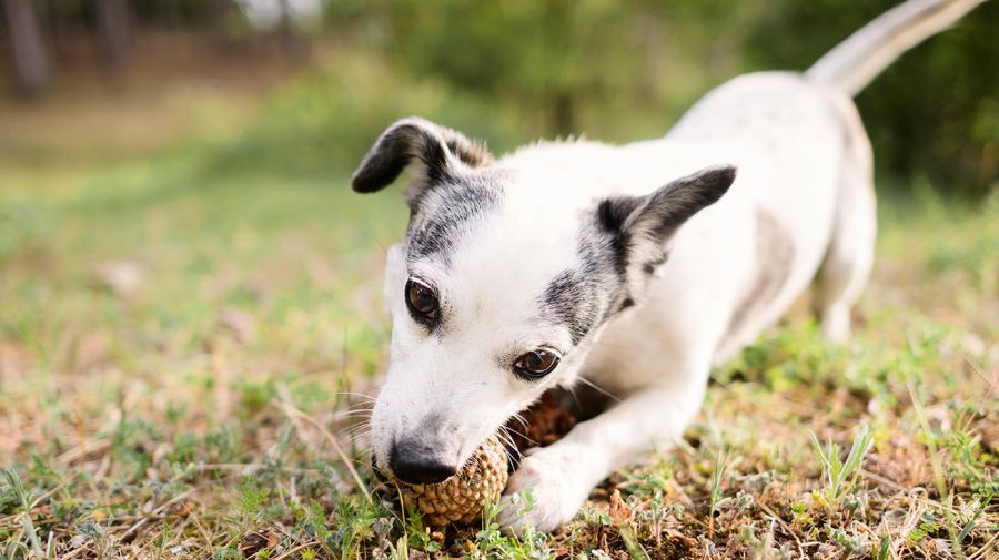 Razas de perros