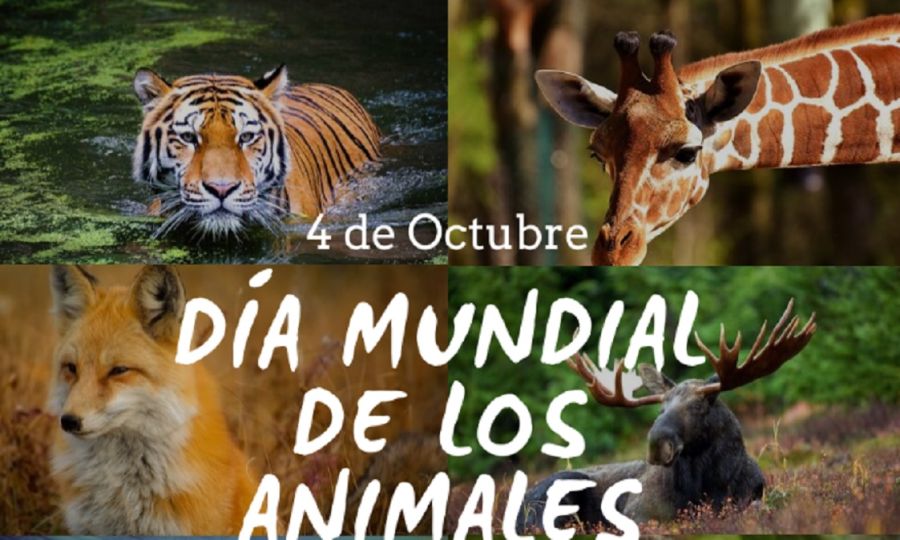 0410_ANIMALES