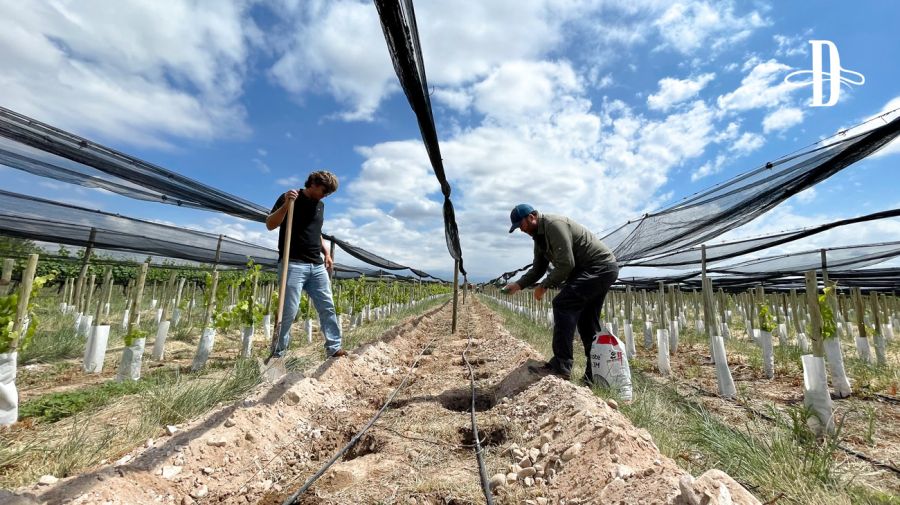 Bodega de crowdfarming