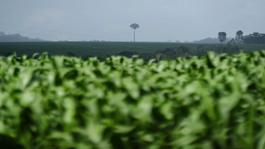 El avance de la extrema derecha en la Amazonia 