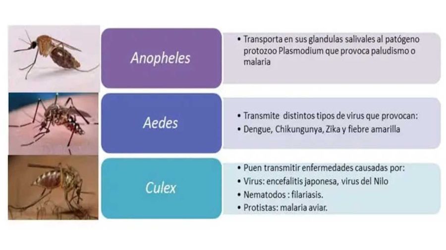 Grafico Mosquito 20241025