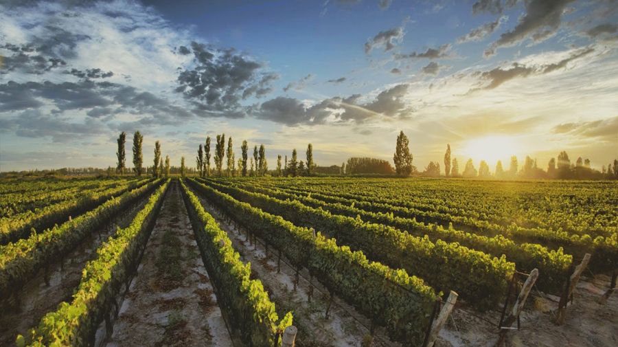 Bodegas Dante Robino