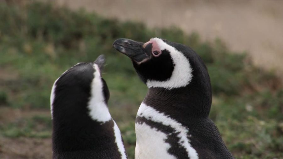 Pingüinos de Magallanes