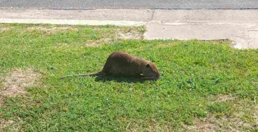 1111_nutria