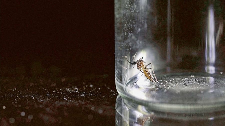 Dengue un kit argentino